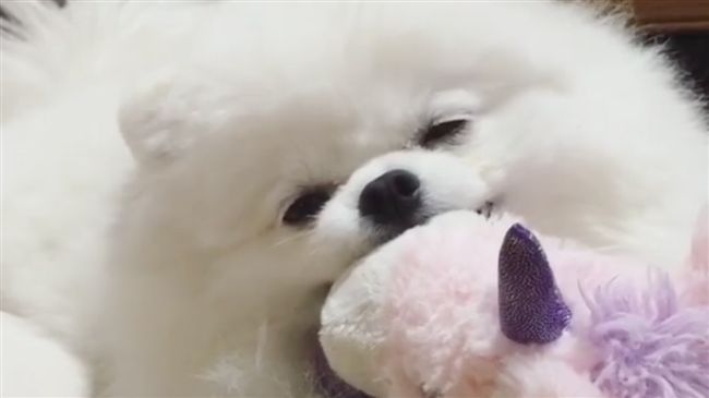 影／白博美咬獨角獸　結果眼瞇瞇度估