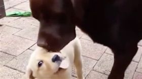 狗,拉拉,拉布拉多,接吻,汪,寵物,恩愛,愛上毛們（來源：網路）