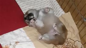 狗.柴犬,惡夢,做夢,睡醒,寵物,毛小孩,愛上毛們（ig＠takeshi_hana
）