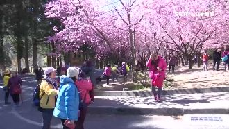 防蝶戀花重演！高風險一日遊全下架