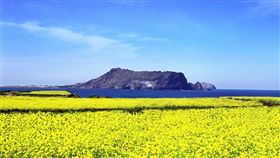 首爾賞櫻 濟州看油菜花  首濟雙城一次滿足（韓亞航空）