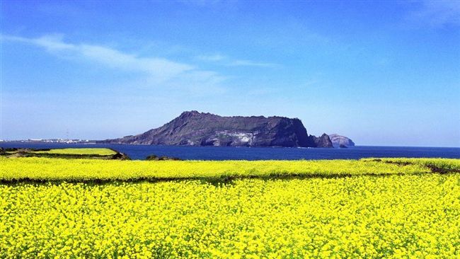 賞櫻、看油菜花　首濟雙城一次滿足