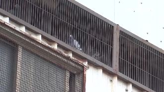 「鳥」問題喬不攏！鄰居拳腳相向互告