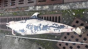 長吻飛旋海豚,擱淺,病死／中央社