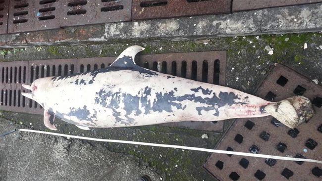 長吻飛旋海豚病死　送往台灣大學研究