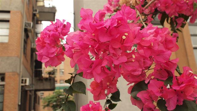 修剪鄰居「越界」花木　他吃上官司