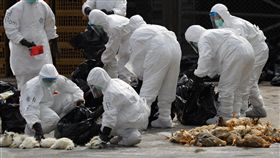 H7N9,禽流感,病毒,WHO,世界衛生組織
圖／美聯社／達志影像
