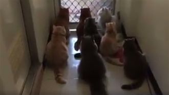 小學升旗放國歌　8隻貓「全體肅立」