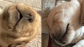 黃金,狗,睡,寵物,愛上毛們,毛小孩
(圖片翻攝自ig@bbflabradors)