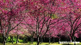 南投奧萬大櫻花。（圖／南投林區管理處提供）