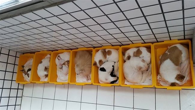 10隻毛孩塞整理箱　塞好塞滿超療癒