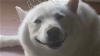 專業抓癢神器　讓萌犬爽的不要不要！