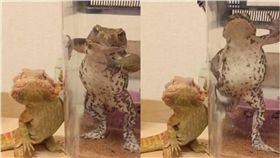 青蛙,jojo立,jojo的奇幻冒險,蜥蜴,推特　圖／翻攝自推特