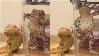 青蛙蜥蜴聯手　擺出超帥氣pose！