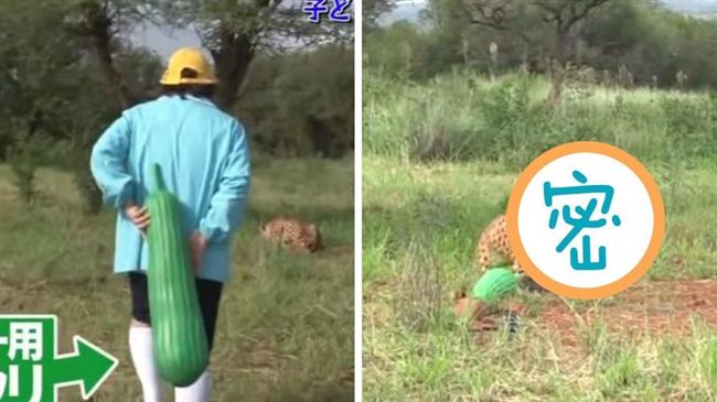 小黃瓜嚇飛貓　日綜實驗「獵豹」版本
