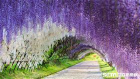 追花之旅，九州紫藤花、荷蘭鬱金香、河南牡丹花、丹麥櫻花、京都櫻花。（圖／KAYAK提供）