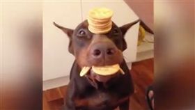 狗,寵物,毛小孩,愛上毛們,杜賓（臉書＠The Pinoy Dog Whisperer）