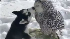 嘿美,貓頭鷹,寵物,狗,月月,哈士奇,親親,接吻,毛小孩,愛上毛們（ig＠@jealousdevil）