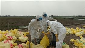 嘉義縣布袋鎮一處養鵝場有鵝隻異常死亡，嘉義縣家畜所採樣送驗，因已出現典型禽流感症狀，避免疫情可能擴散，23日採預防性撲殺，共撲殺3366鵝隻。（嘉義縣家畜所提供）中央社記者黃國芳傳真　106年2月23日
