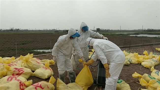 避疫情擴散！嘉義撲殺3366隻鵝