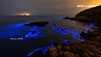 成功繁殖夜光蟲　藍眼淚美景全年可見