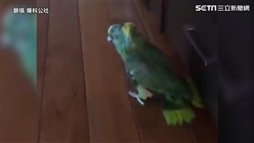 鸚鵡尖叫樣。
（圖／翻攝自爆料公社）
