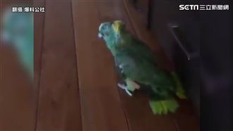 最狂鸚鵡全都錄　光聽聲音就笑到不行