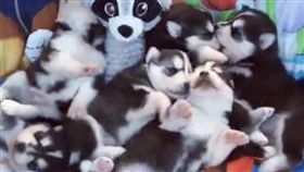 寵物,毛小孩,浪浪,可愛,動物,哈士奇,月月（臉書＠MyWinterfell's Siberian Huskies）