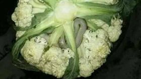 圖翻攝「爆料公社」