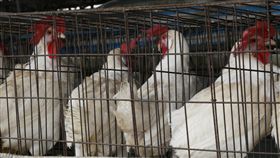 家禽禁運禁宰確定解除（3）
農委會主委林聰賢23日傍晚宣布，全國家禽禁運禁宰7
天24日到期，以檢驗確診日看已4天沒有H5N6確診案例
，判斷已達穩定疫情效果，不再延長，將搭配加強案例
場周圍採檢措施持續防疫。圖為高雄1家養雞場內雞隻
。
中央社記者董俊志攝　106年2月23日