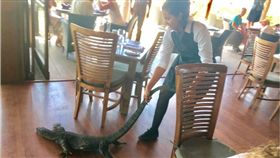 澳洲,巨蜥,蜥蜴,Bermagui,餐廳,女店員,Samia Lila,每日郵報　圖／翻攝自臉書