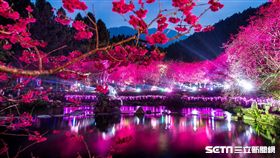 南投賞櫻景點,櫻花,旅遊,九族文化村。（圖／簡慶南提供）