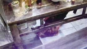 16:9
偷天換日？活體現宰別太安心　點1隻雞竟變出10隻雞腳
圖／翻攝自重慶晨報
http://epaper.cqcb.com/html/2017-02/16/content_226183.htm