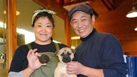 兩個月大米克斯犬從路邊挖出松露。（圖／翻攝自日本《朝日新聞》）