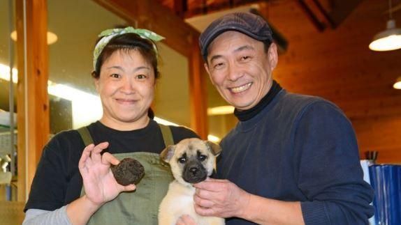 米克斯幼犬　散步挖出7顆「松露」！