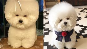 比熊犬,萌,寵物,圓,愛上毛們
(圖片來源:ig@bichon_tori)