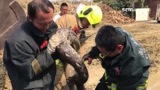 農地竄出2米蟒蛇　勇猛消防隊徒手抓