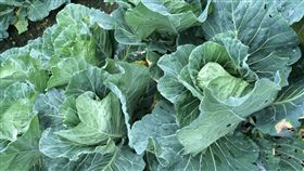 高麗菜,菜價,青菜,蔬菜-記者周筠羚攝