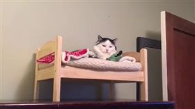 喵,床,毛孩,愛上毛們,萌
(圖片來源:ig@sophielovestuna)