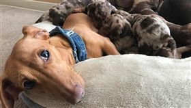 臘腸,狗,幼,腳步,毛孩,愛上毛們
(圖片來源:ig@longlongranch)