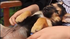 狼犬,按摩,肚,毛孩,愛上毛們
(圖片來源:粉專The Mayhew Animal Home)