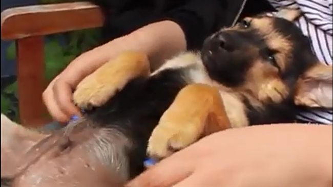 狼犬寶寶萌翻肚　全身按摩好開心♥