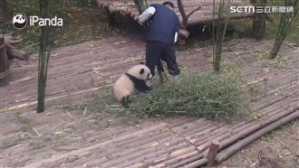 貓熊寶寶黏TT　就是要你抱緊處理