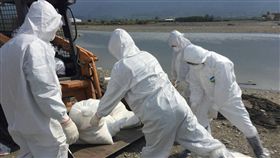 禽流感，花蓮（圖／中央社）