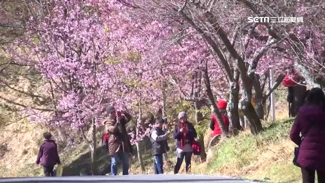 雙駕駛若上路　業者：一日遊恐漲五成