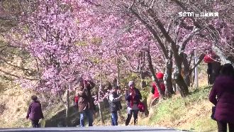 雙駕駛若上路　業者：一日遊恐漲五成
