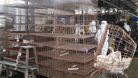 －禽流感－市場－雞－鴨－鵝－禁宰－禁運－圖／中央社