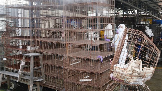 旗山檢出H5N2　撲殺逾4千隻鴨