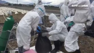 解禁首日就破功　3縣市禽流感中標