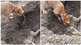 泰國，小狗，埋葬（圖／翻攝自YouTube）